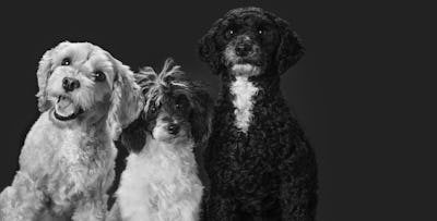 £45 for a Pet Photoshoot + Framed Portrait